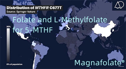 5-MTHF కోసం ఫోలేట్ మరియు L-మిథైల్ఫోలేట్