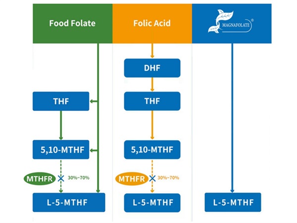 L-5-Methyltetrahydrofolate కాల్షియం కాన్సెప్ట్ మరియు L-5-Methyltetrahydrofolate కాల్షియం తయారీ సరఫరాదారు