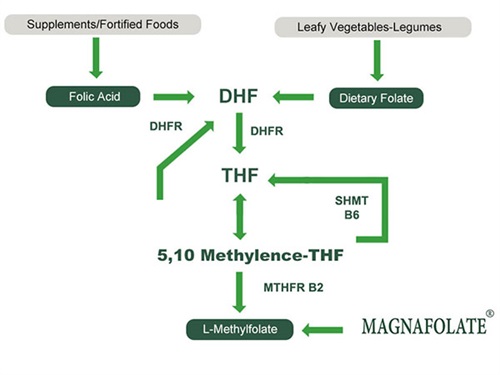 L-5-Methyltetrahydrofolate కాల్షియం యొక్క ఉపయోగం